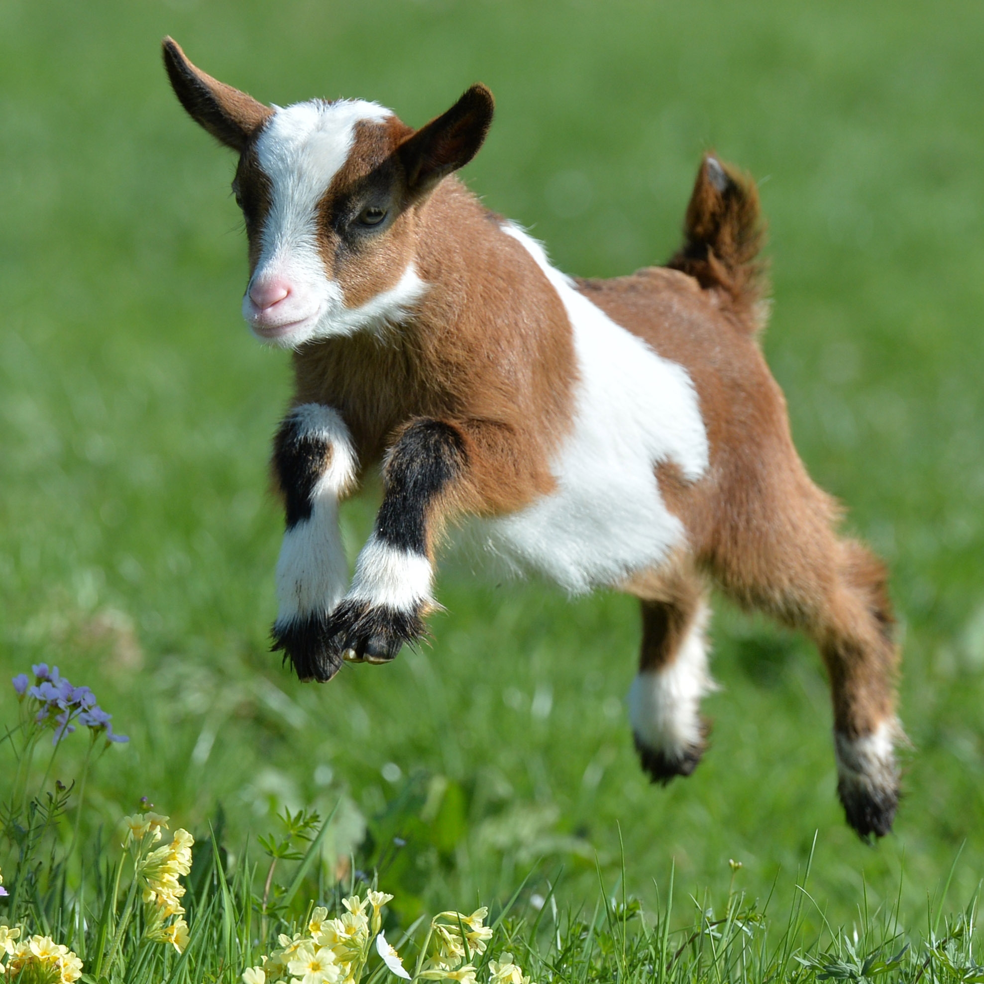 goat