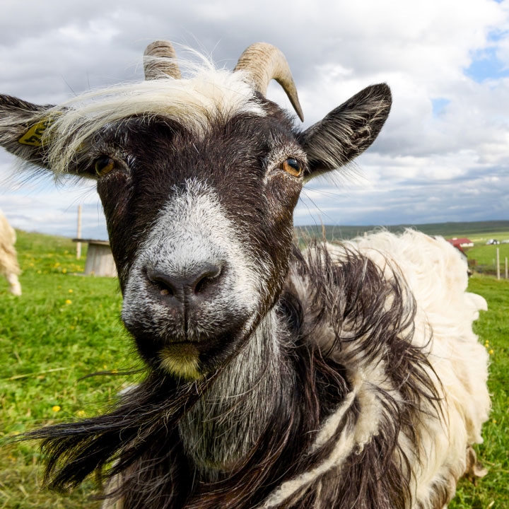 goat